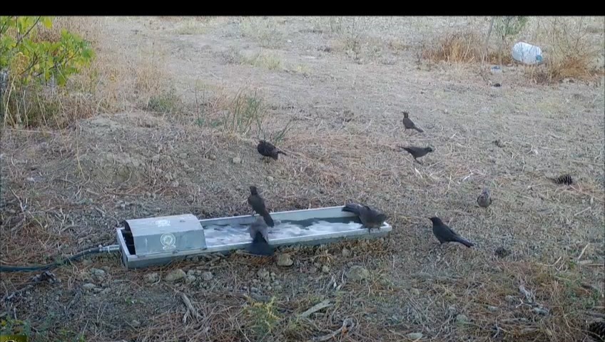 Suluklar, sıcak havalarda yaban hayatının can damarı oldu
