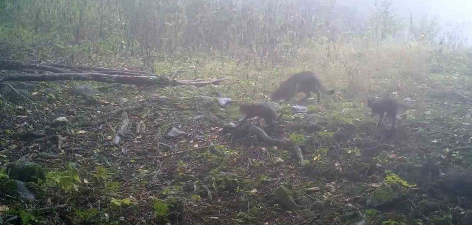 Uludağ’da sisler arasında anne yaban kedisi ve yavruları görüntülendi
