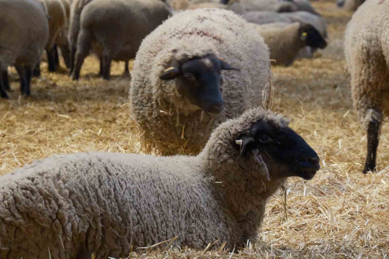 Yılların Merinos Koyunu’na yeni etçil rakip geldi: Bandırma Koyunu
