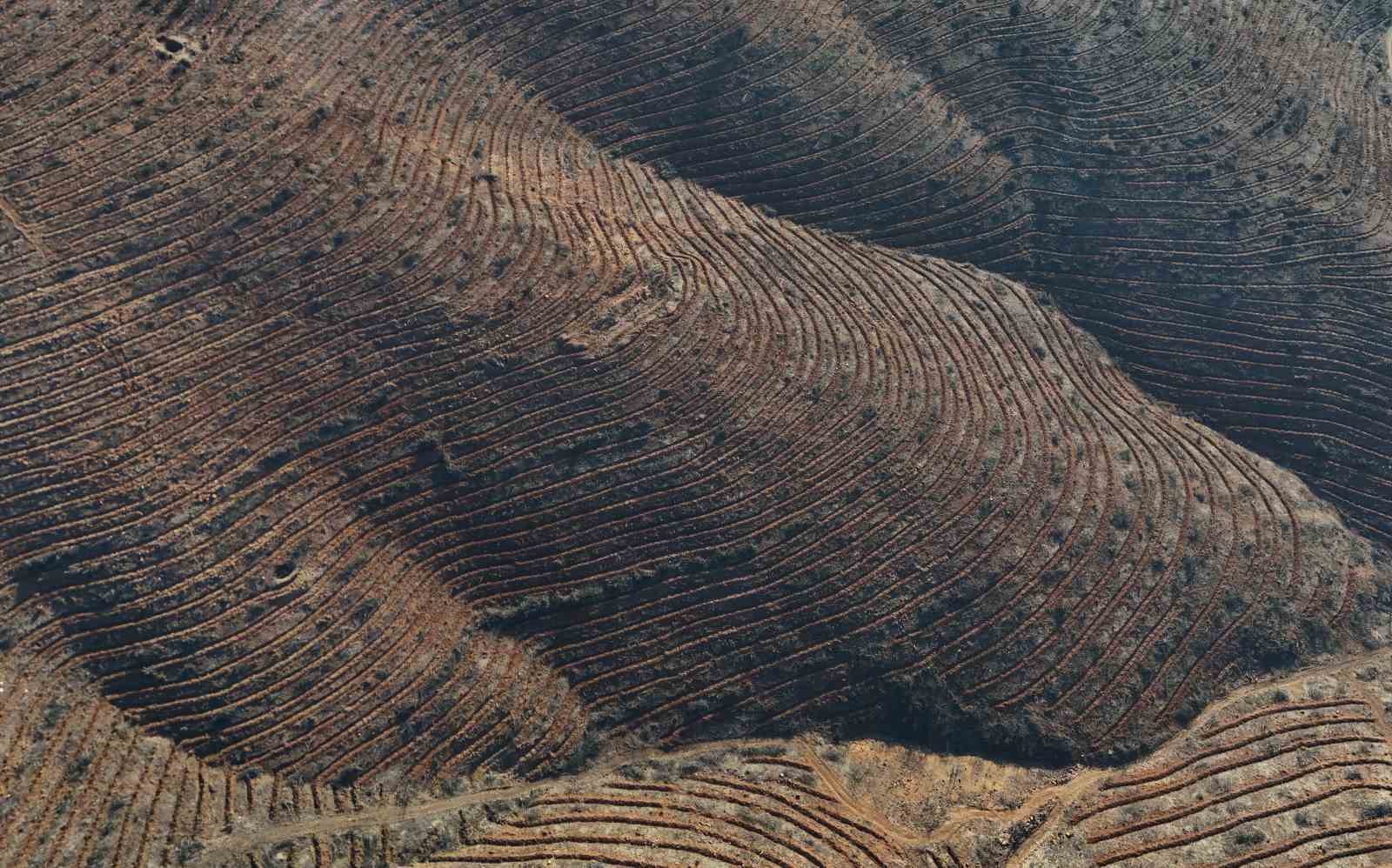 Bursa’da yanan ormanlar 8 ayda ilmek ilmek işlendi, bölge yeniden can buldu
